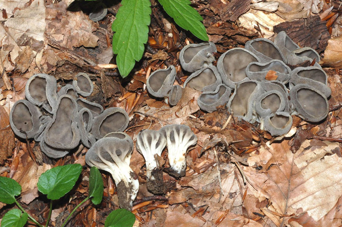 Helvella acetabulum